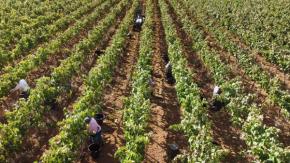 Tenuta Doxi